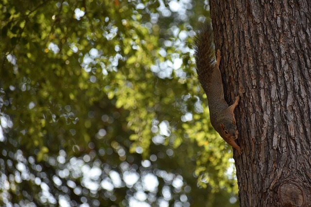 核心球员 核心球员